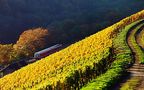 Die Flusslandschaft zwischen Hunsrück, Rheinhessen und der Nordpfalz