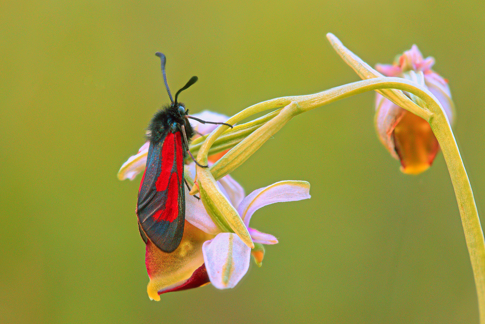 doppelt attraktiv (2): Bibernell-Widderchen oder Thymian-Widderchen (?) auf Hummel-Ragwurz