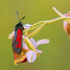 doppelt attraktiv (2): Bibernell-Widderchen oder Thymian-Widderchen (?) auf Hummel-Ragwurz