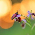 doppelt attraktiv (3): Bibernell-Widderchen oder Thymian-Widderchen (?) auf Hummel-Ragwurz