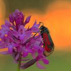 doppelt attraktiv: Bibernell-Widderchen auf Pyramidenorchis