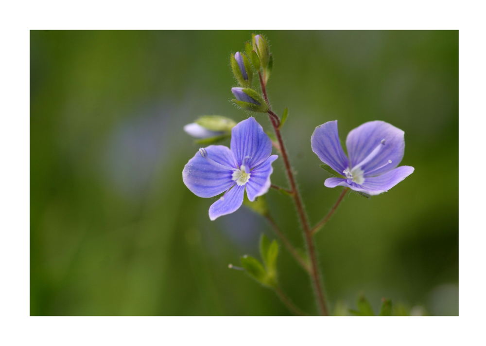 Doppelt Blau