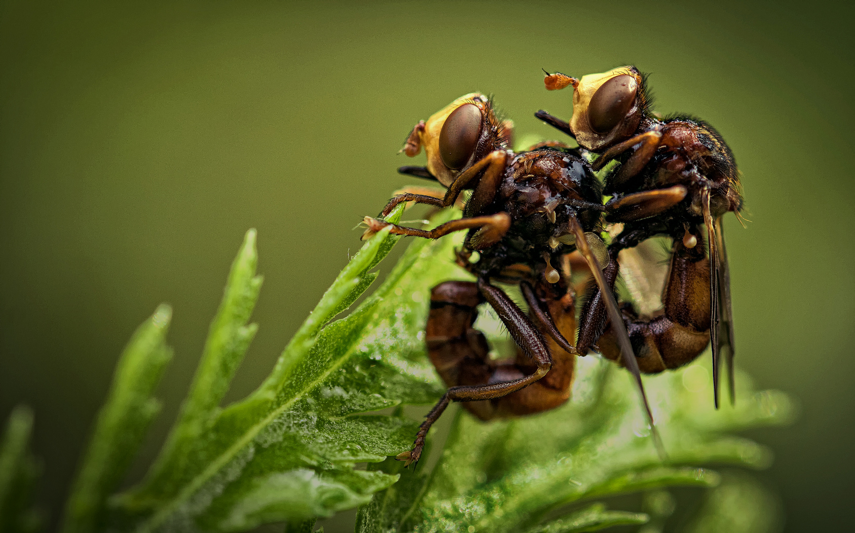 Doppelt gemoppelt!