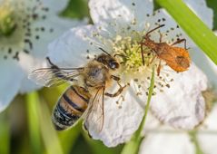 "DOPPELT HÄLT BESSER"