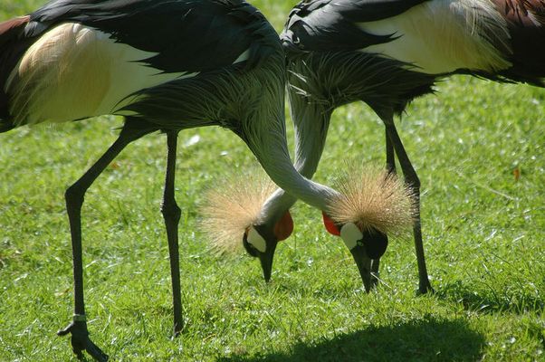 Doppelt hält besser