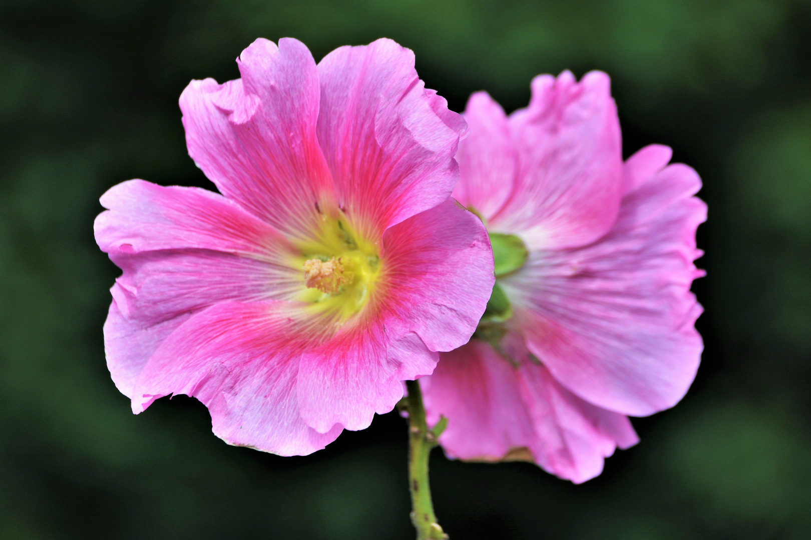 DOPPELTE  BLÜTEN 