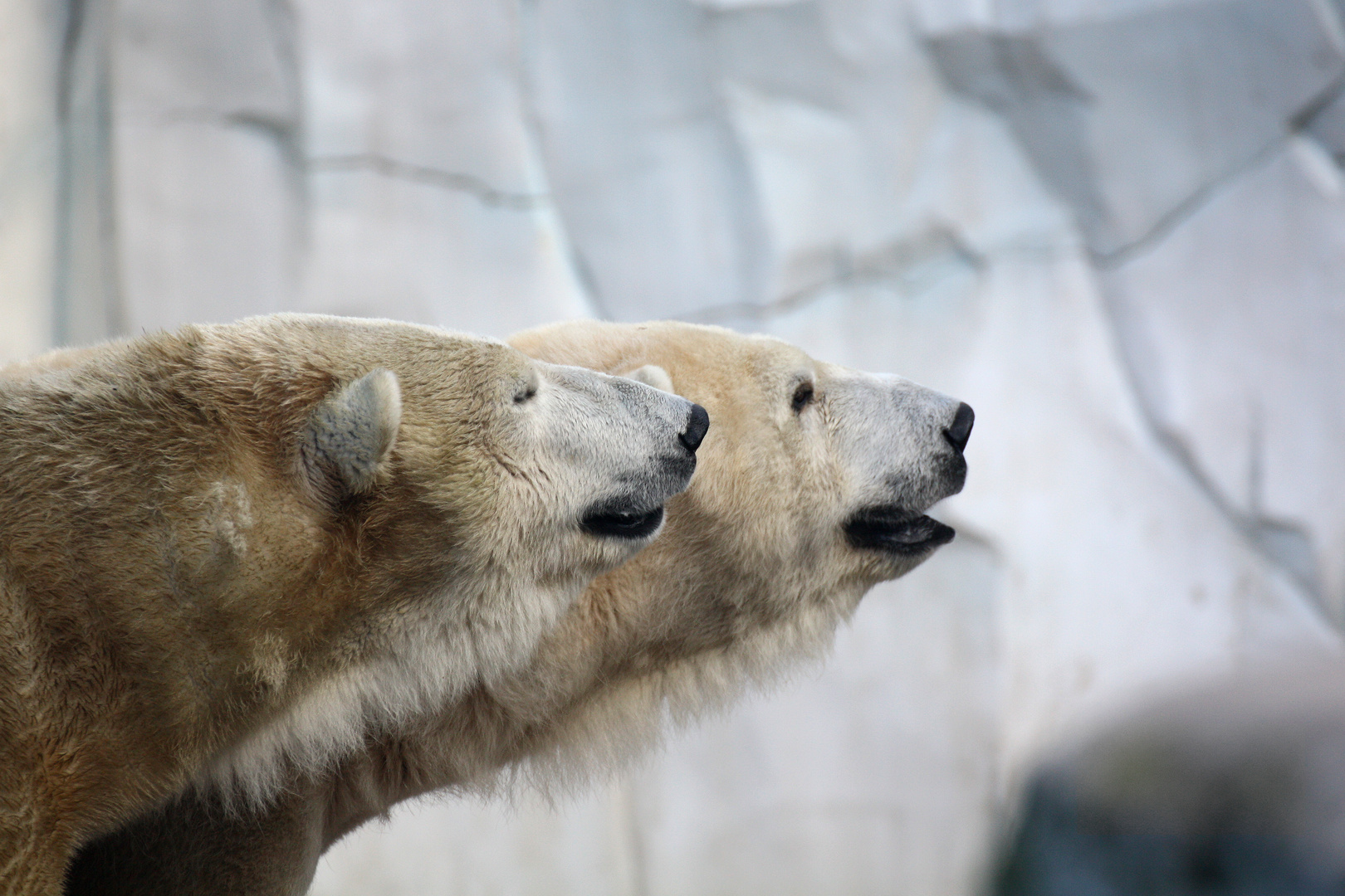 Doppelte Eisbären