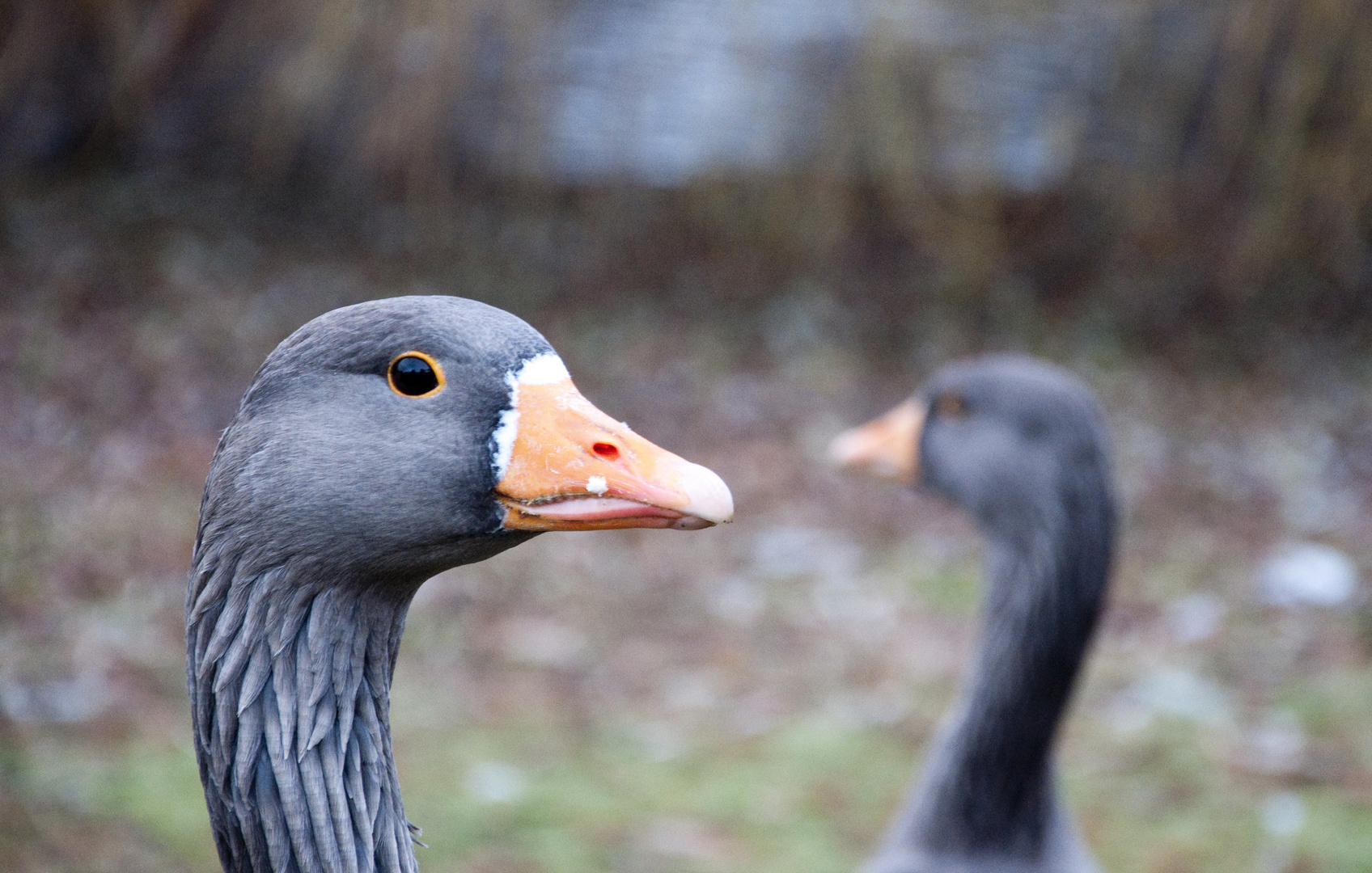 Doppelte Ente...etnE