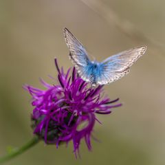 Doppelte Farbenpracht