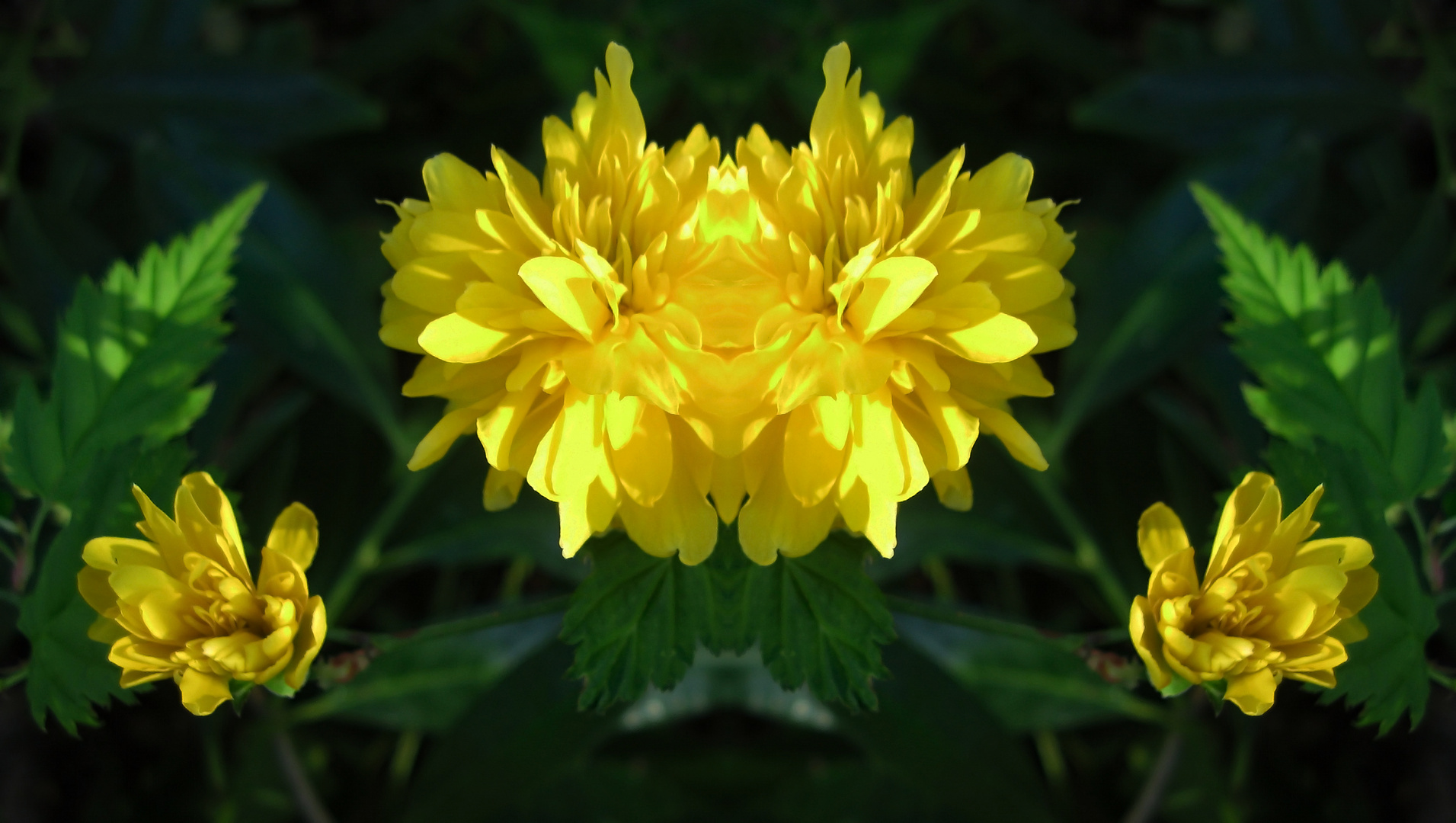 Doppelte gelbe Blüten am Mittwoch