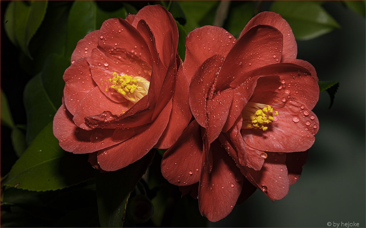 Doppelte Kamelienblüte