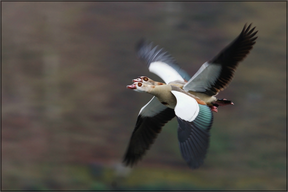 Doppelte Nilgans...