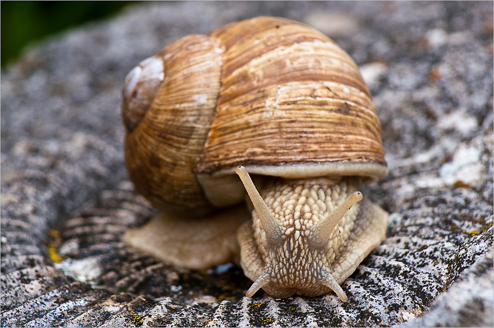 Doppelte Schnecke