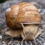 Doppelte Schnecke