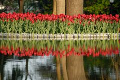 doppelte Tulpen Reihe