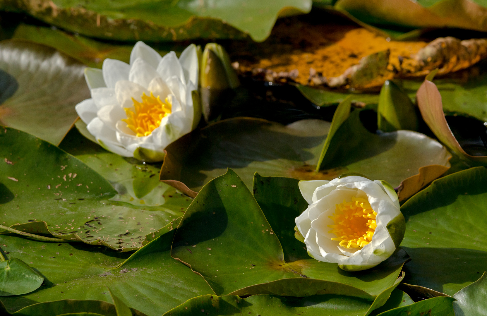 Doppelte Wasserrose