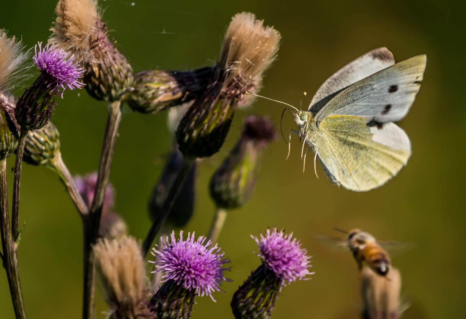 "DOPPELTER ANFLUG"