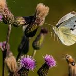 "DOPPELTER ANFLUG"