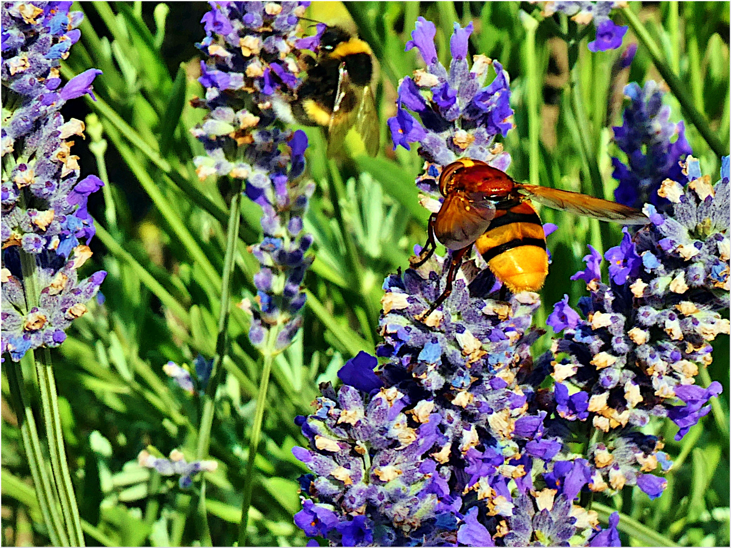 DOPPELTER BESUCH...