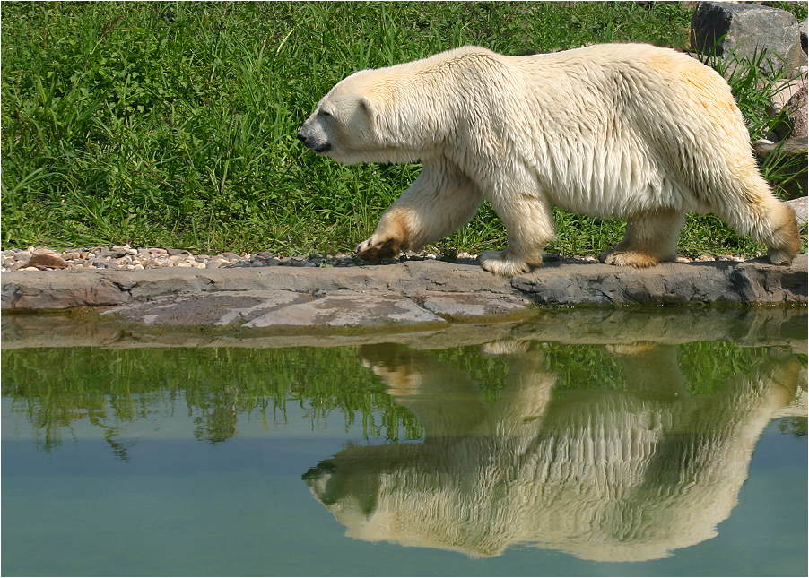 doppelter Eisbär ...