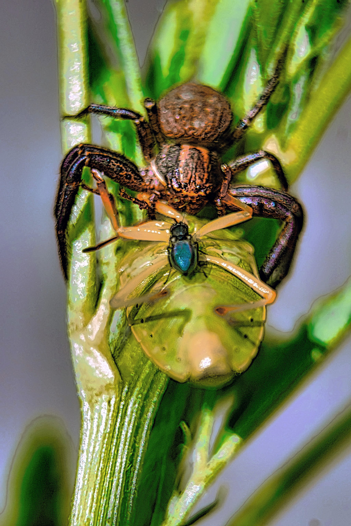 doppelter Fang Foto &amp; Bild | tiere, wildlife, insekten Bilder auf ...