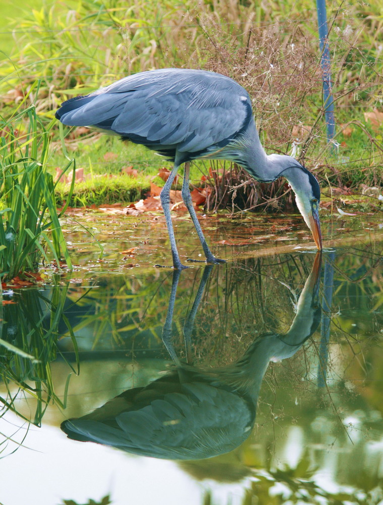 Doppelter Fischreiher