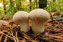 Doppelter Flaschen-Stäubling...