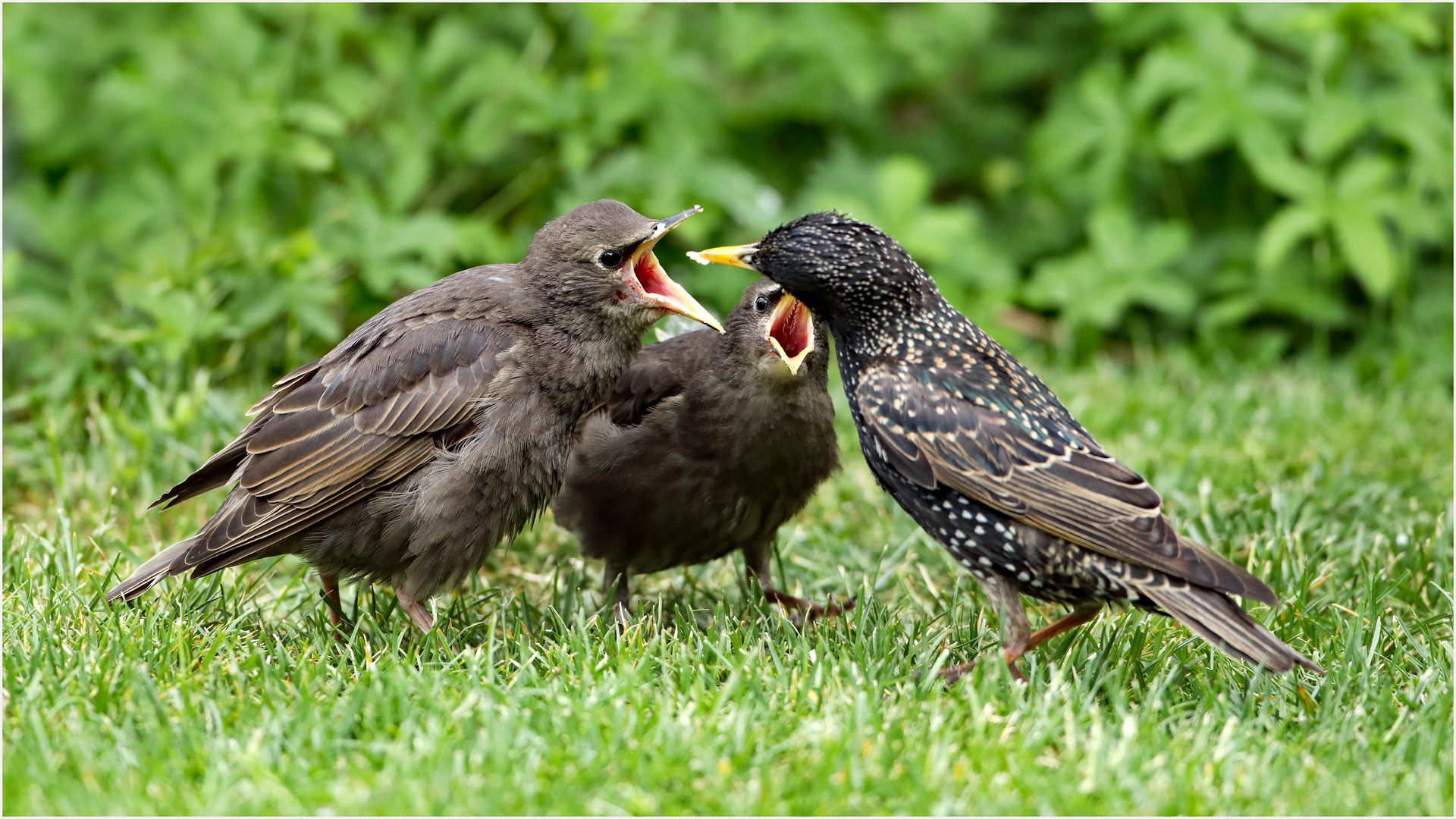 doppelter Hunger