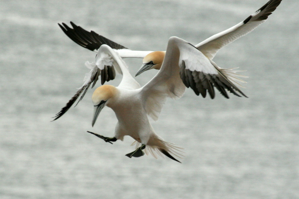 Doppelter Landeanflug