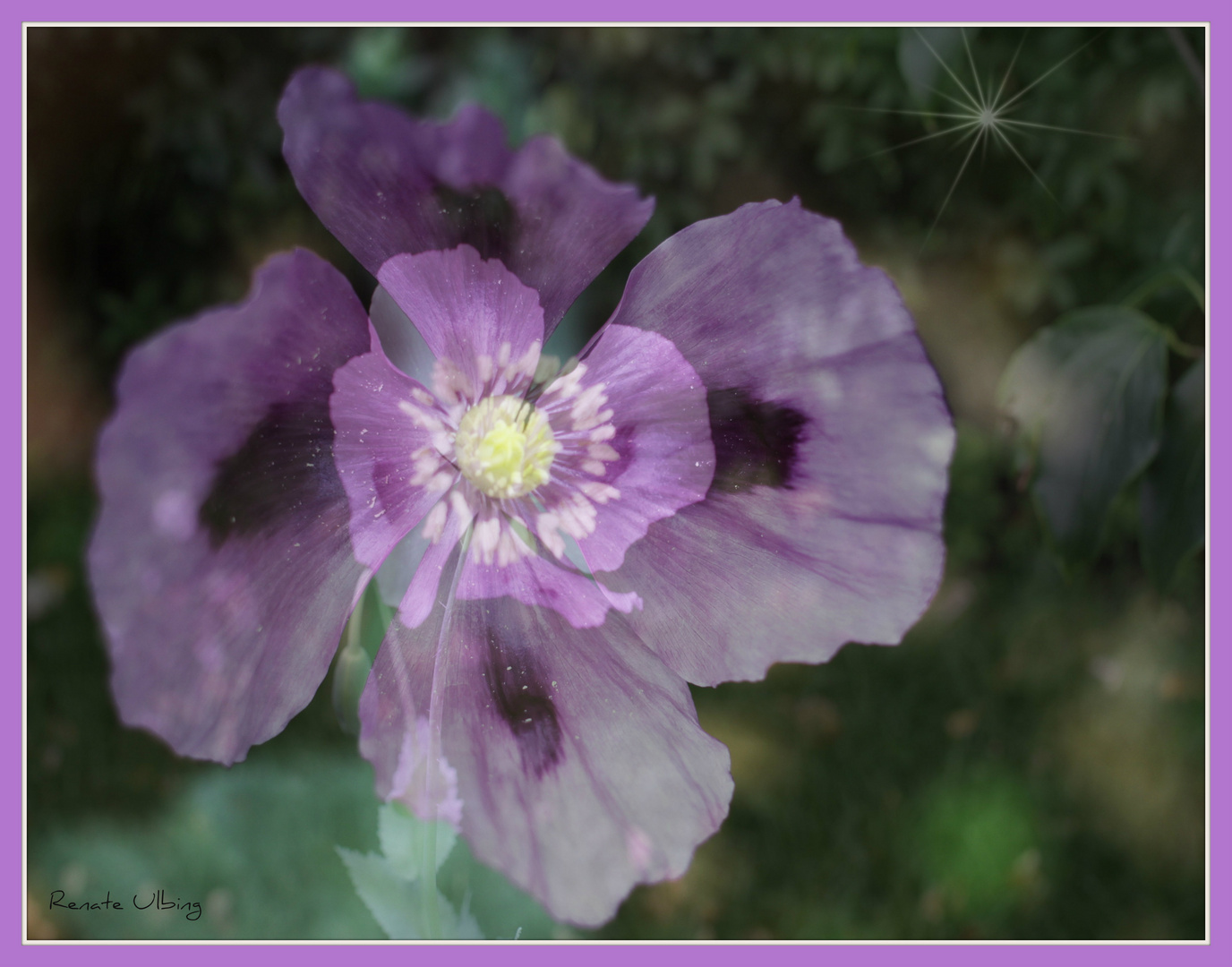 Doppelter Mohn