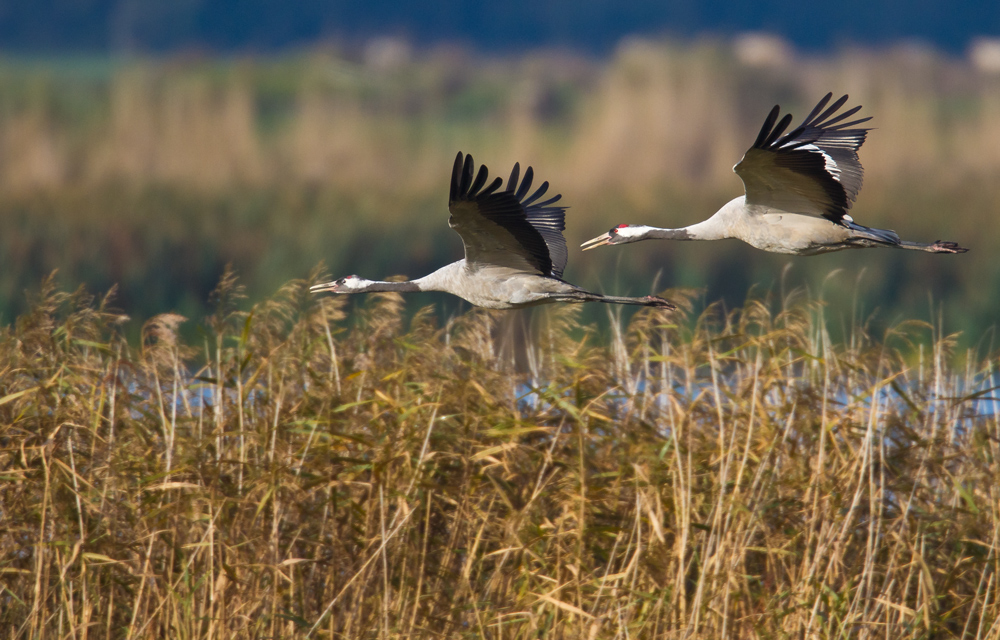 Doppelter Montags Grus