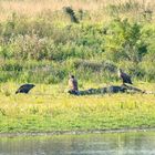  doppelter Nachwuchs bei den Seeadlern (Doku)