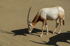 doppelter Schatten