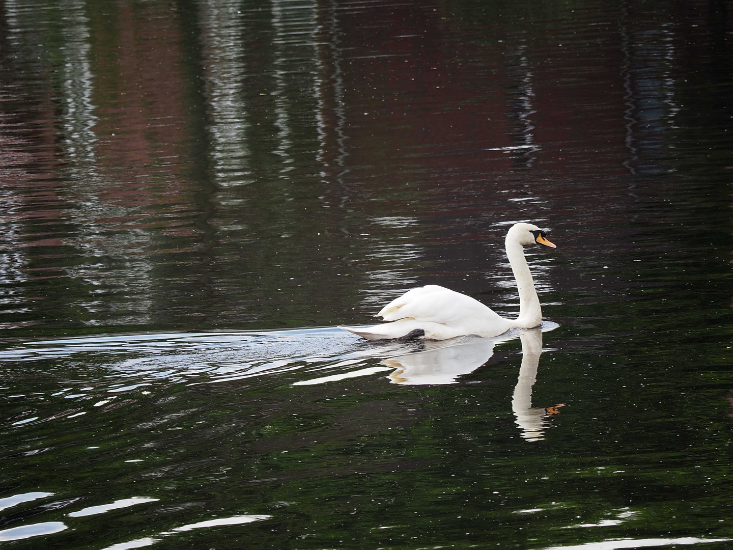 Doppelter Schwan