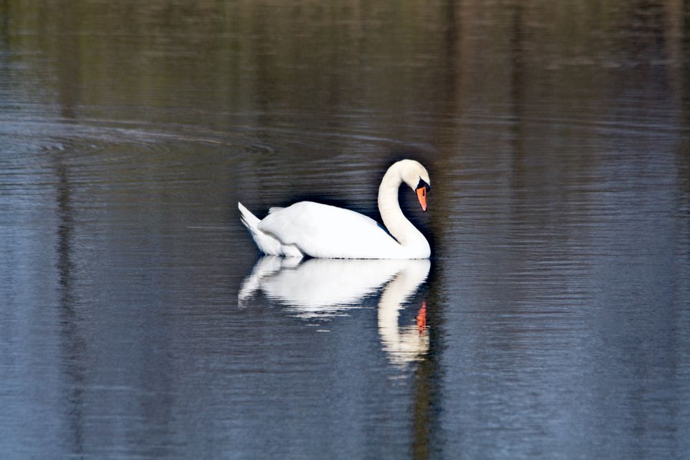 doppelter Schwan