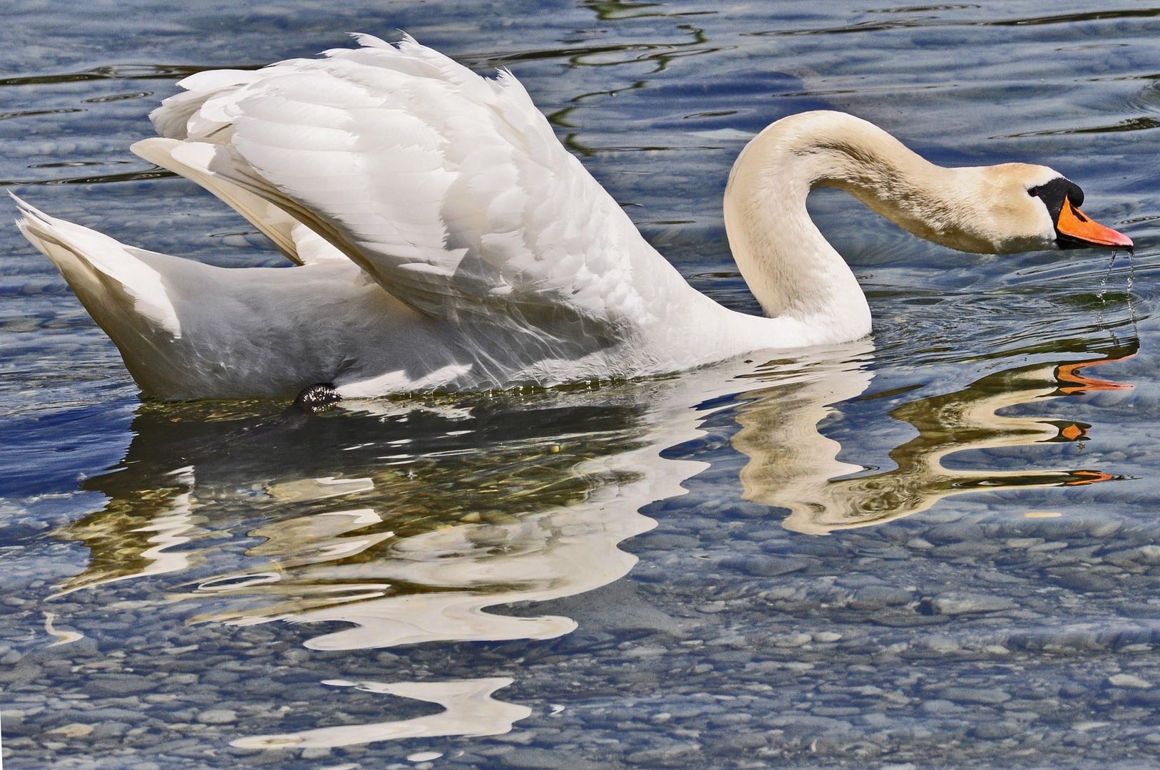 Doppelter Schwan