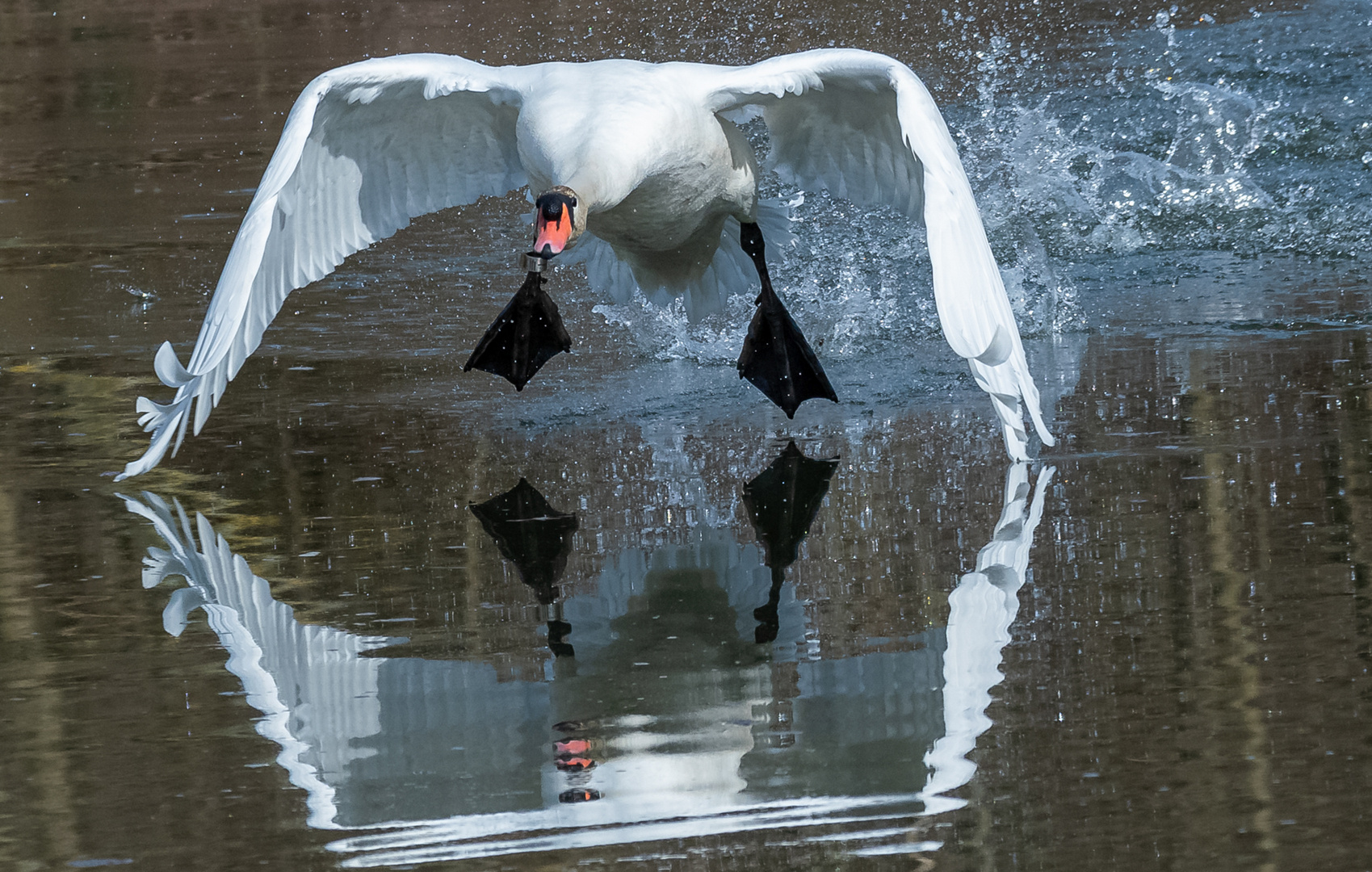 Doppelter Schwan im Trapez