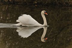 Doppelter Schwan mit kleiner Bugwelle.