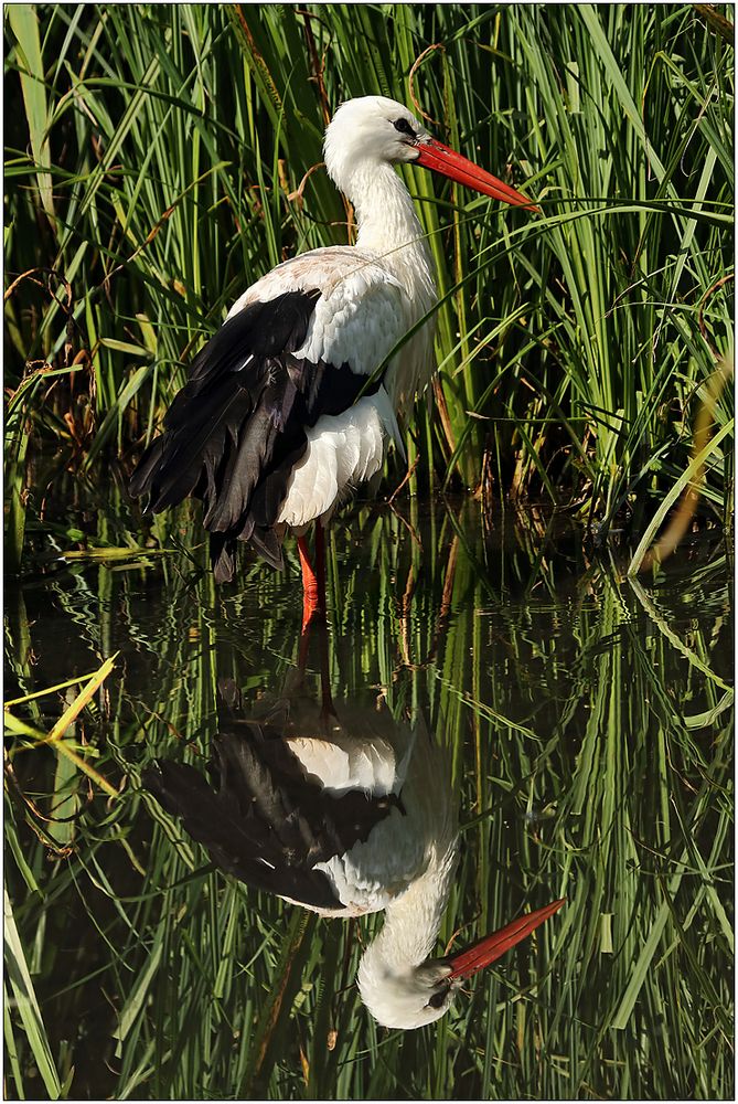 Doppelter Storch