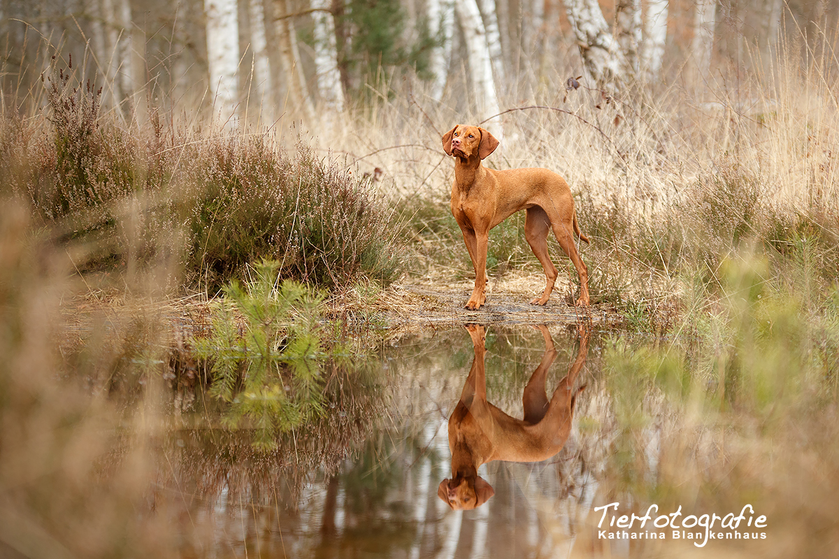 Doppelter Vizsla