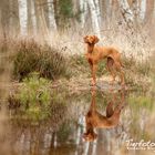 Doppelter Vizsla