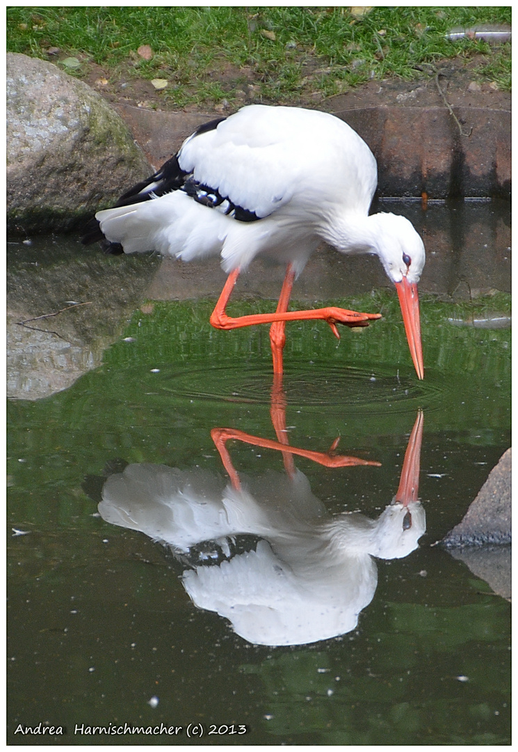 Doppelter Weißstorch