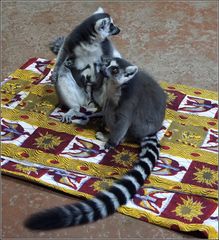 doppeltes Familien...Glück...:)