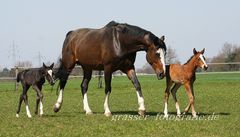 Doppeltes Fohlenglück