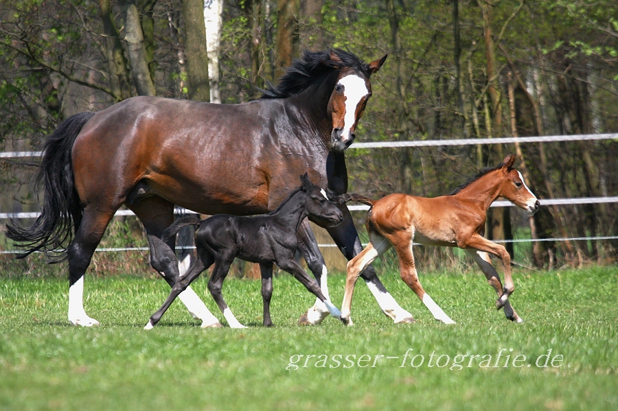 Doppeltes Fohlenglück II