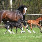 Doppeltes Fohlenglück II