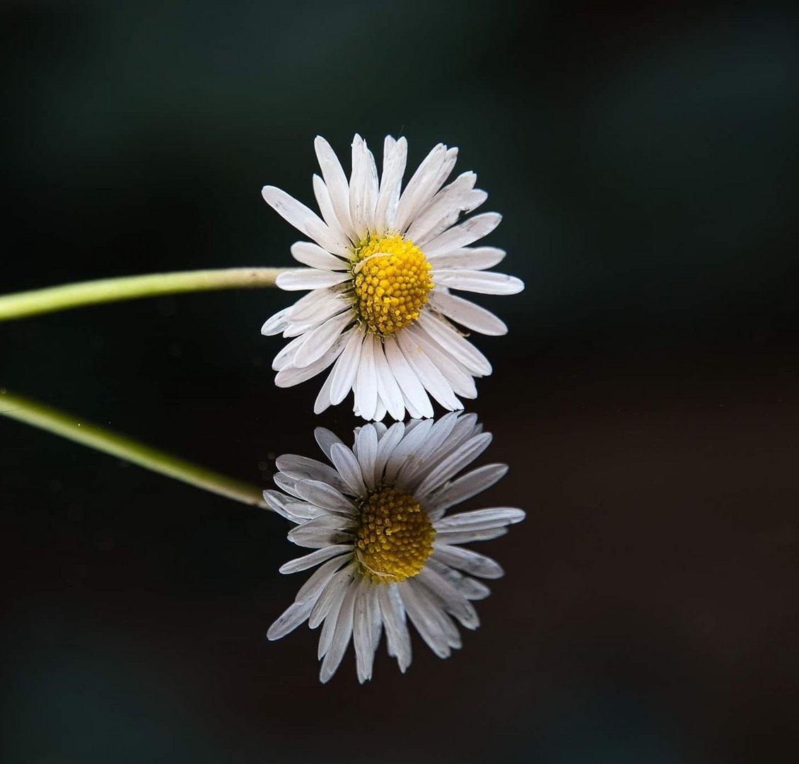 Doppeltes Gänseblümchen 