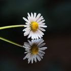 Doppeltes Gänseblümchen 