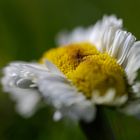 Doppeltes Gänseblümchen