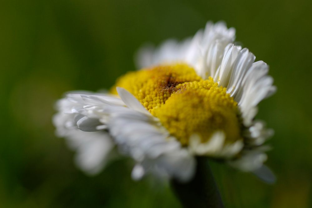 Doppeltes Gänseblümchen